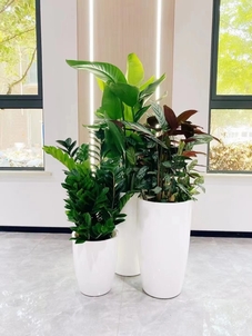 专业绿植租赁服务,宁波鄞州的绿色之选